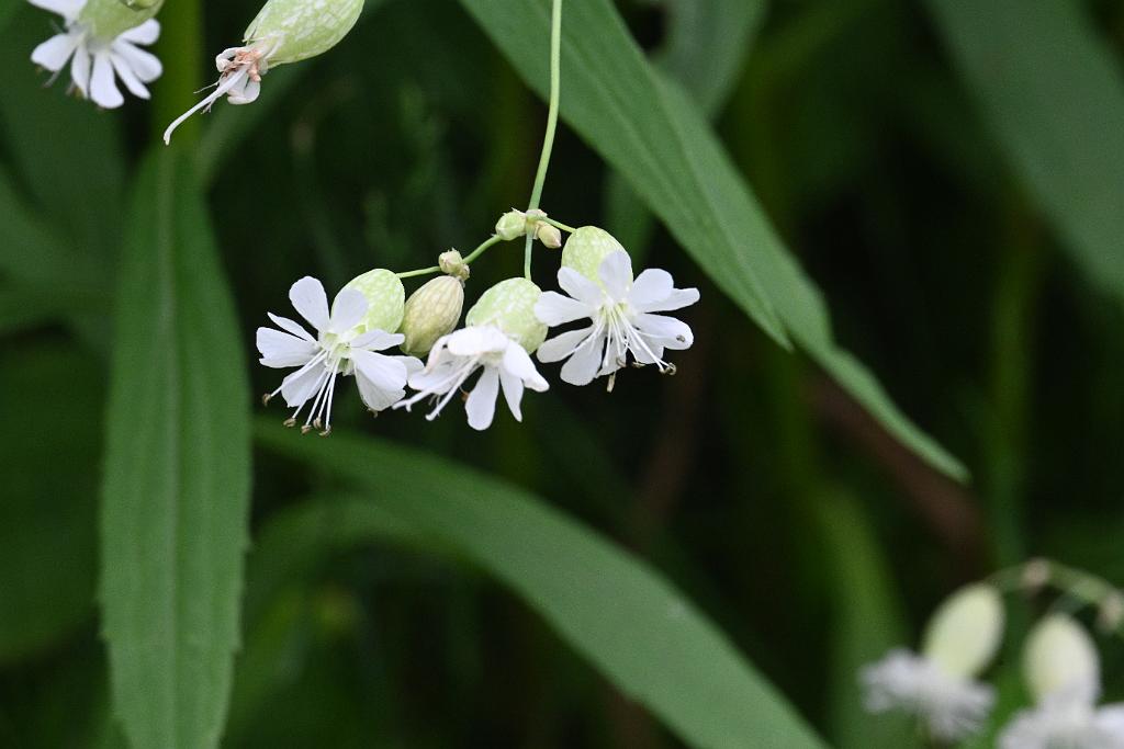 2025-06098897 Pointe Rok Neighborhood, MA.JPG - Bladder Campion. Pointe Rok Neighborhood, MA, 6-9-2025